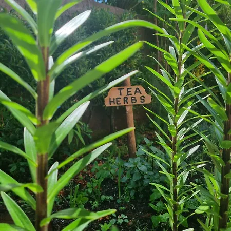 Chalet Abrigo Da Serra- Nature Trails Santana (Madeira)